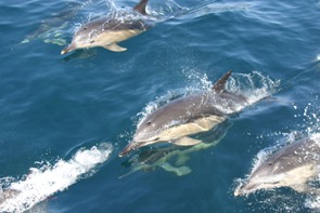 Common dolphins sometimes occur in groups of several hundred animals